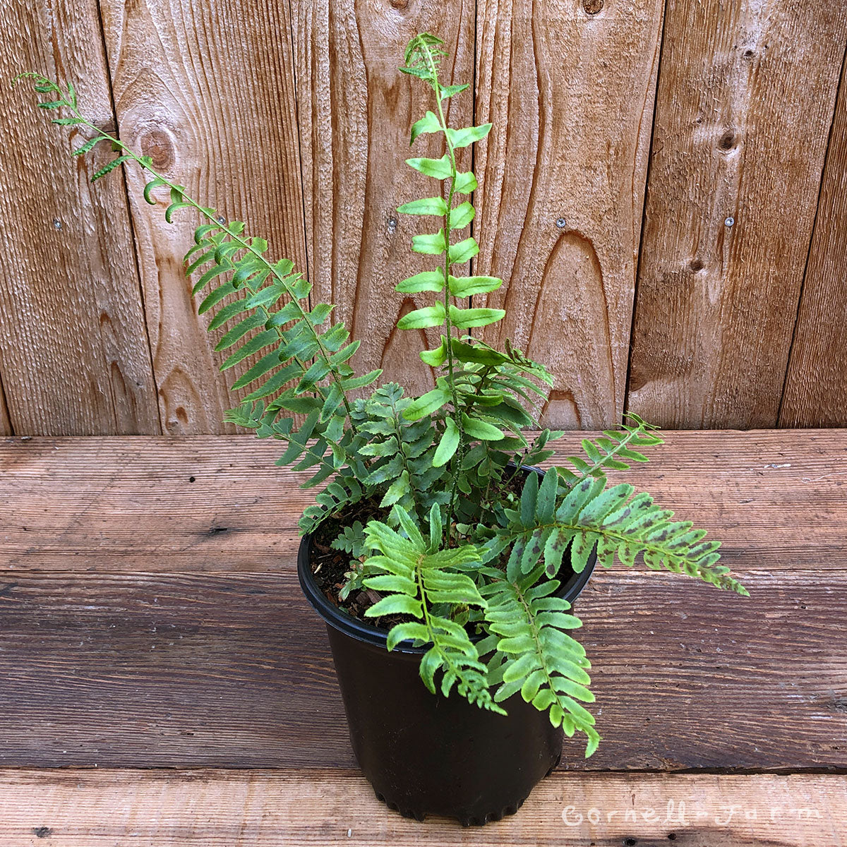 Polystichum acrostichoides 1gal Christmas Fern