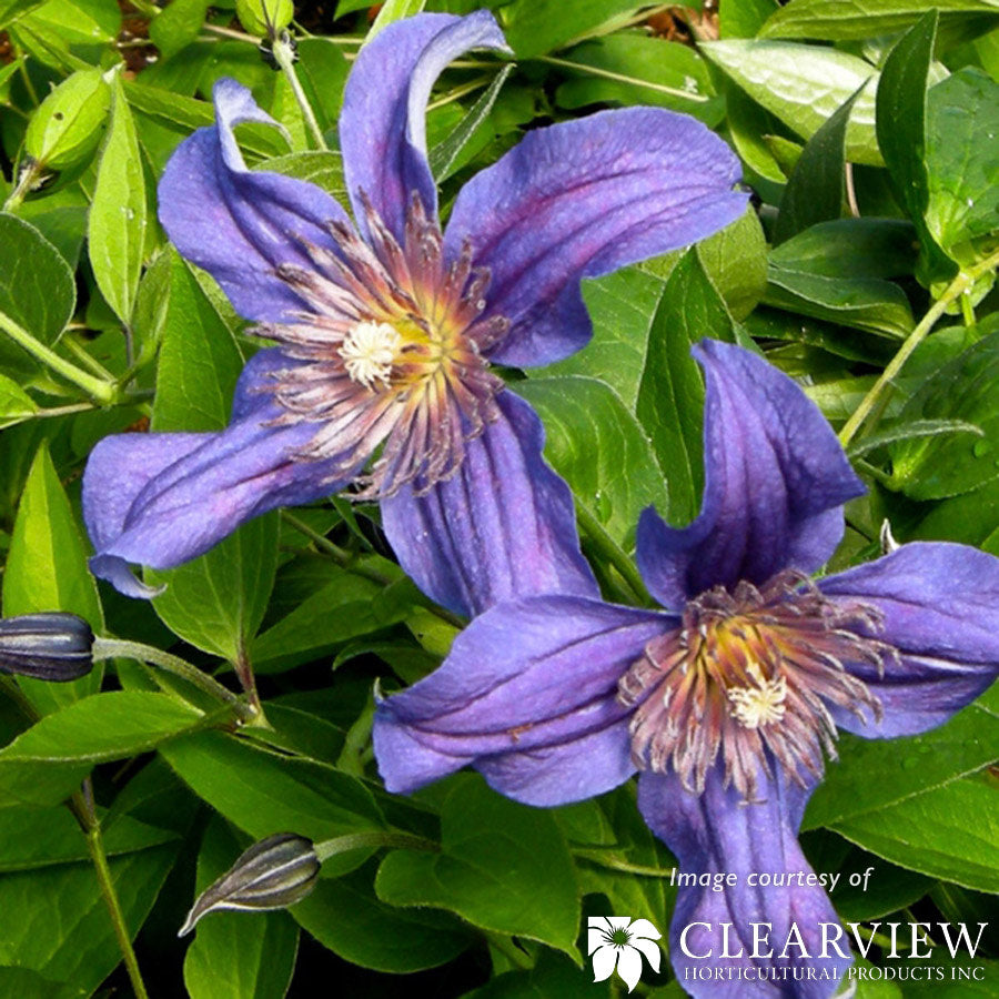 Clematis Sapphire Indigo 1gal