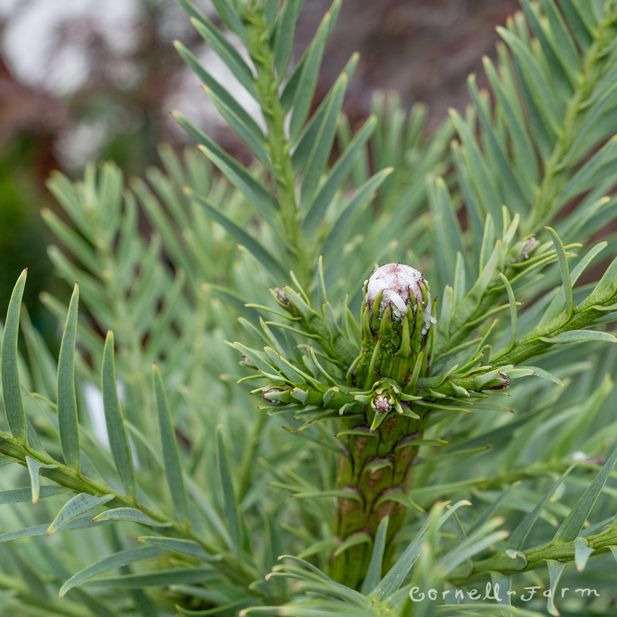 Wollemia nobilis 6gal Wollemi Pine