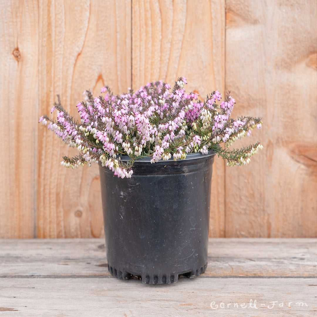 Erica carnea Springwood Pink 1gal Winter Heath – Cornell Farm