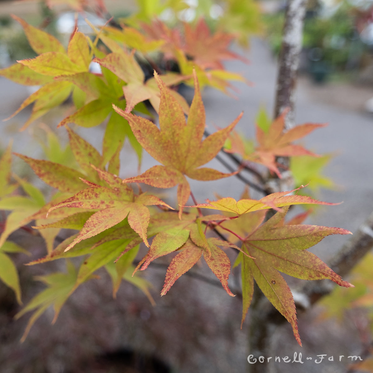 Acer p. Osakazuki 15gal Japanese Maple WS