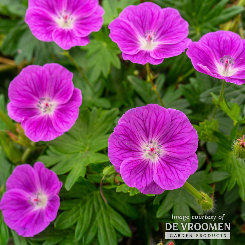 geranium elke seeds Geranium sanguineum Elke 1 gal CF Hardy Geranium – Cornell Farm