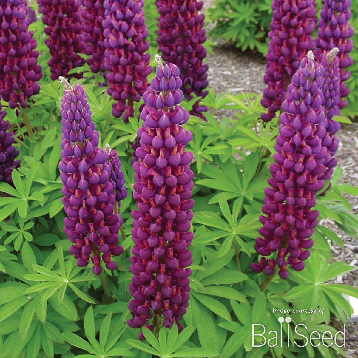 Lupinus Westcountry Masterpiece 1gal Lupine CF