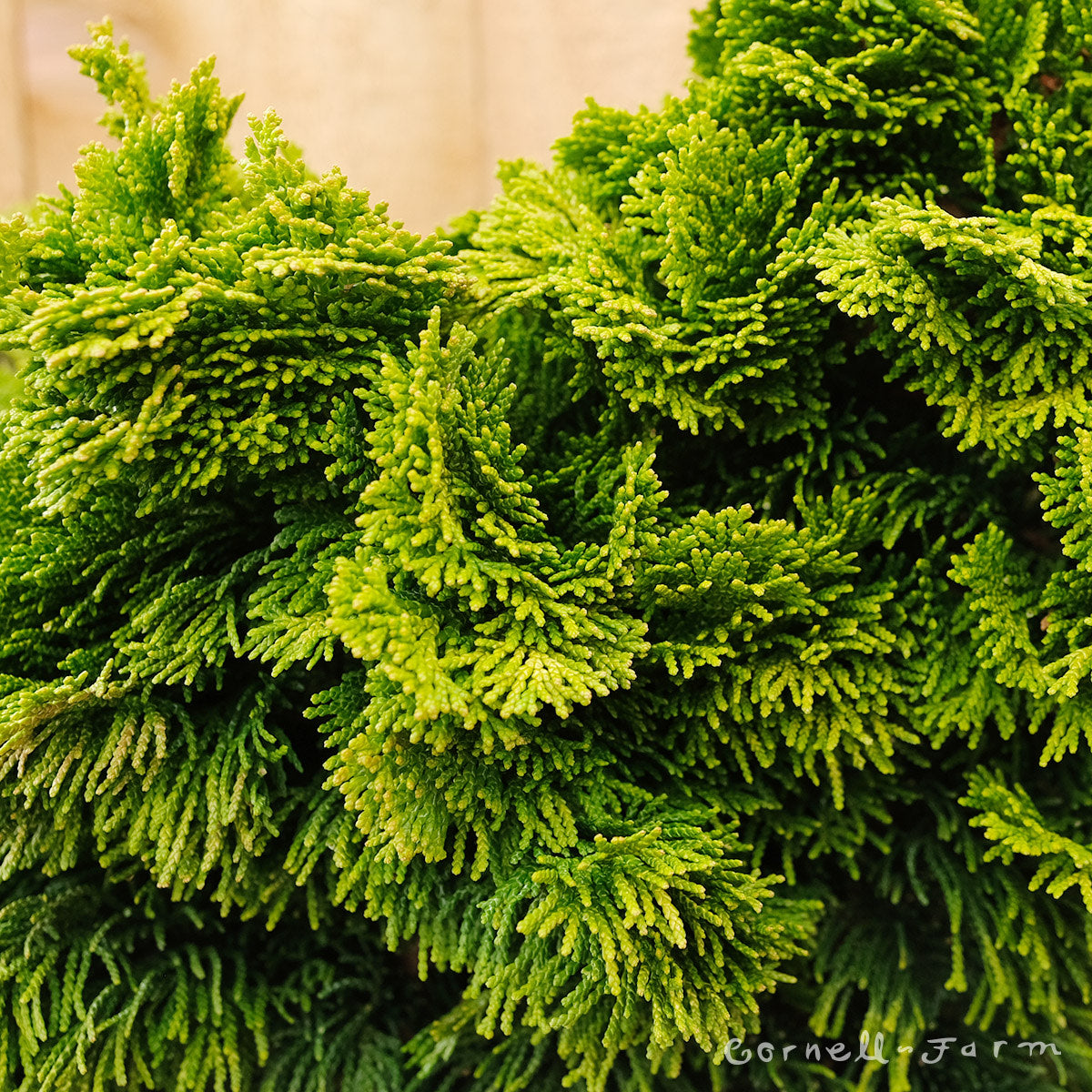 Chamaecyparis o. Nana Lutea 3gal Hinoki Cypress