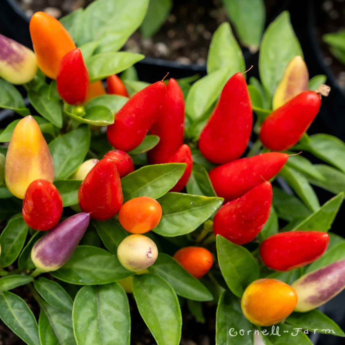 Capsicum Acapulco 6in Ornamental Pepper