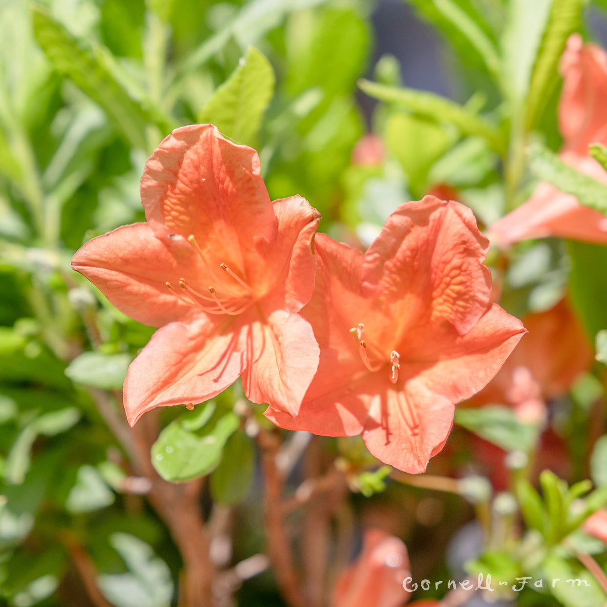 Rhododendron x kost 2gal Deciduous Mollis Azalea or/yel/salmon