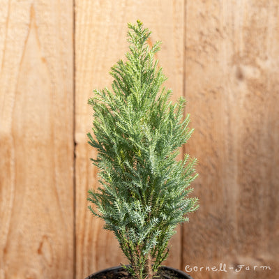 Chamaecyparis l. Spring Cream 2gal Lawson Cypress