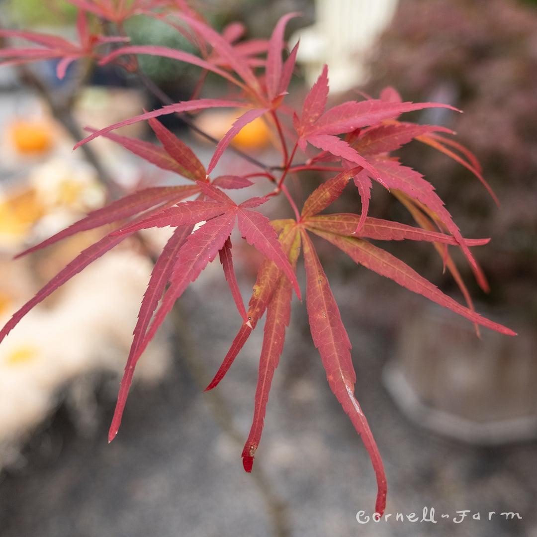 acer◾️ SF51452TH58YB◾️訳あり◾️おまけ付き Acer p. Beni Otake 15gal Japanese Japanese Maple WS – Cornell Farm