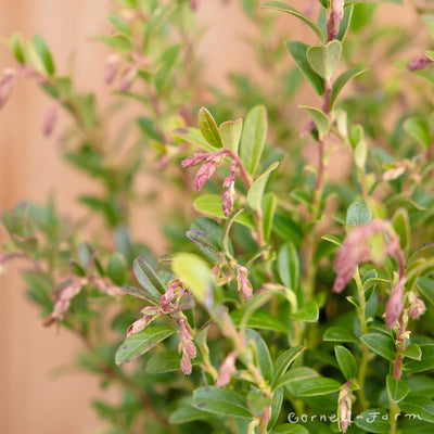 Vaccinium vitis-idaea Koralle 1gal Lingonberry