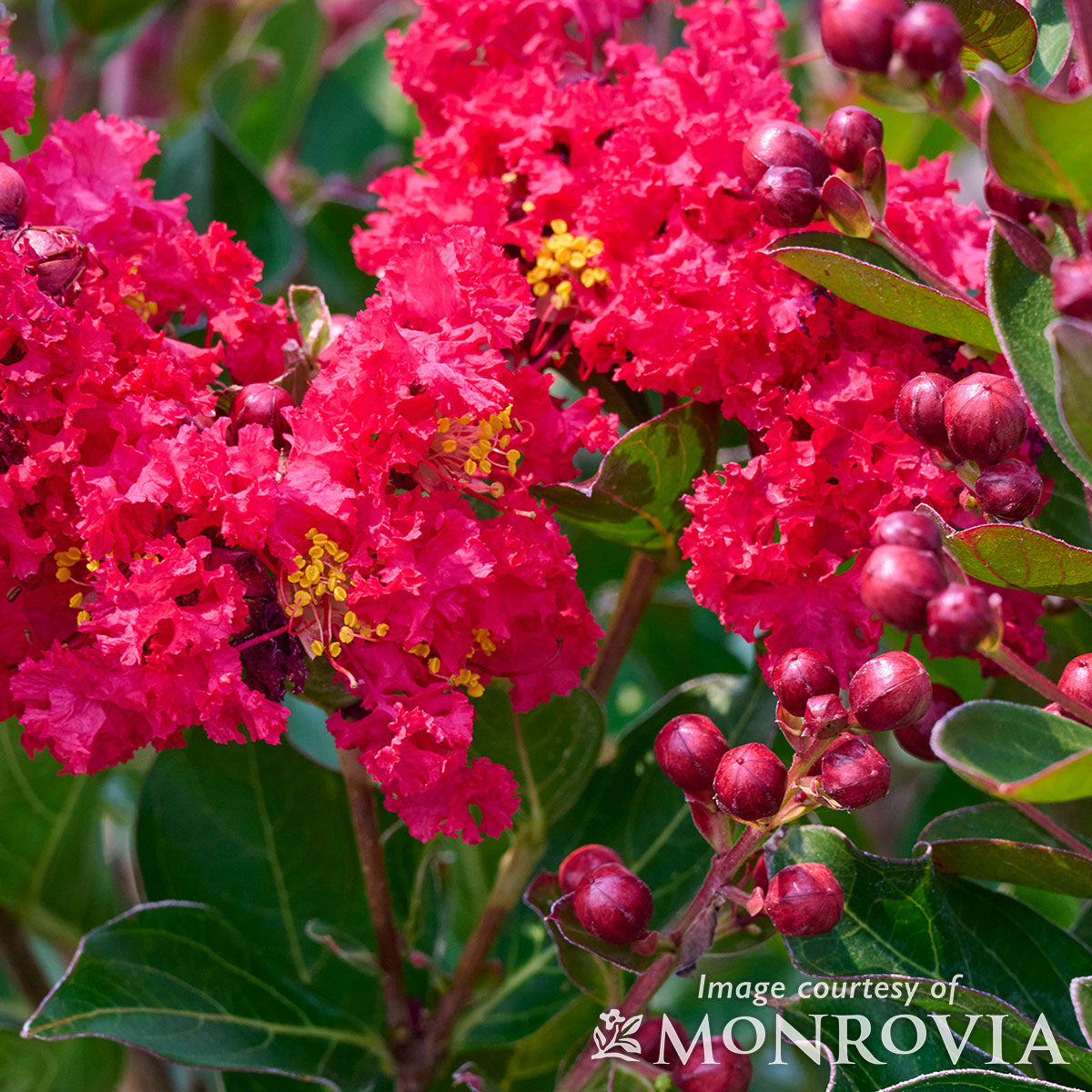 Lagerstroemia Enduring Summer Red 5gal Dwarf Crape Myrtle Shrub Form
