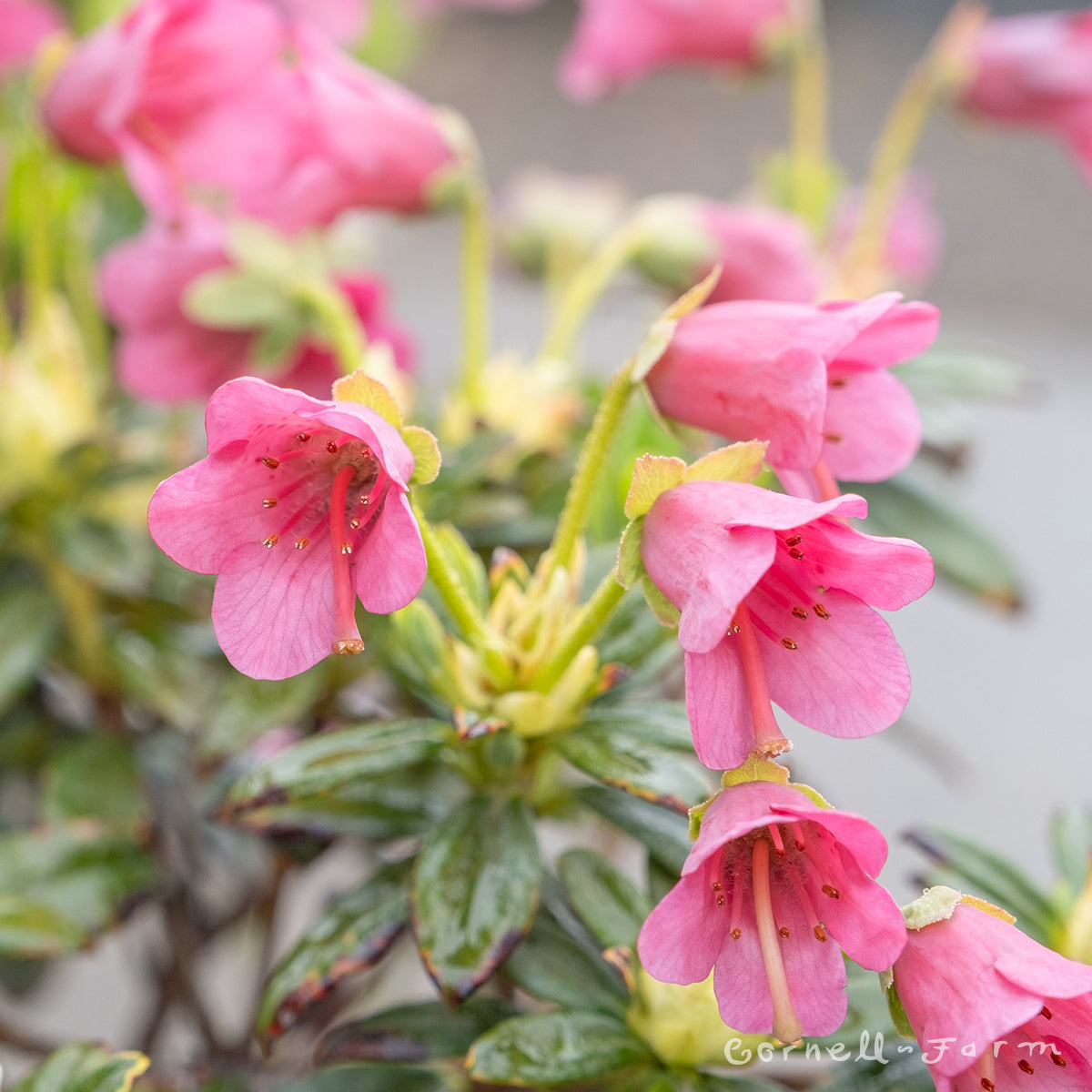 Rhododendron Thimbelina 2gal Pink