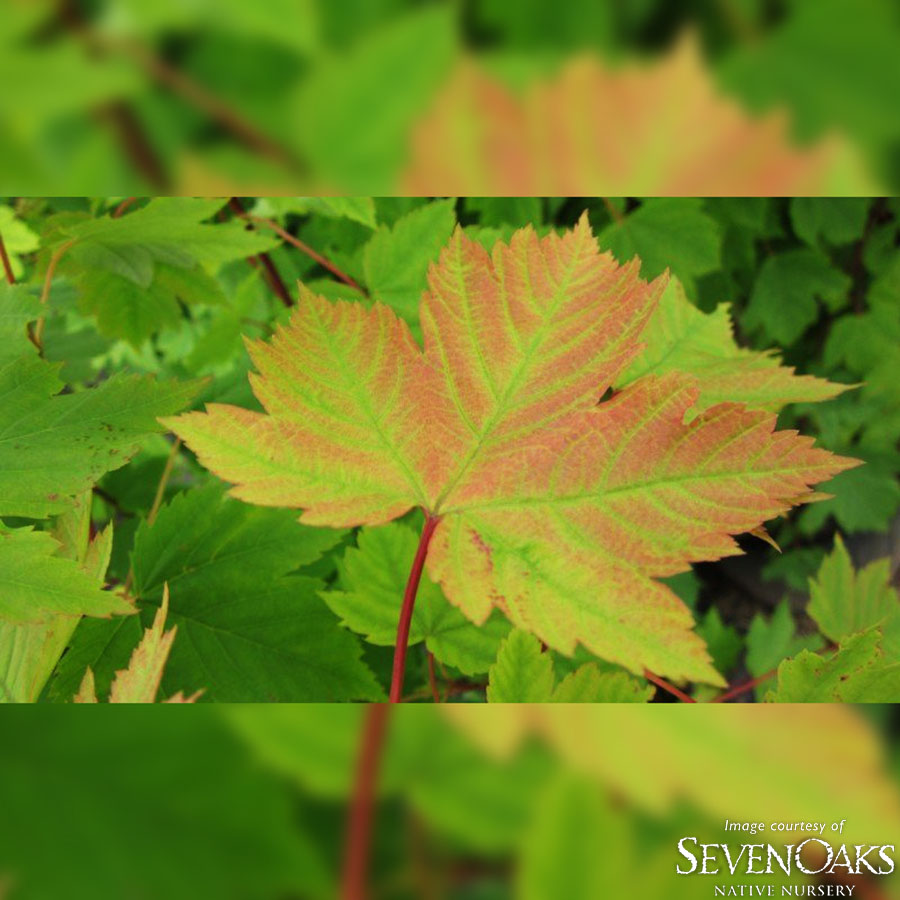 Acer glabrum 3gal Rocky Mountain Maple