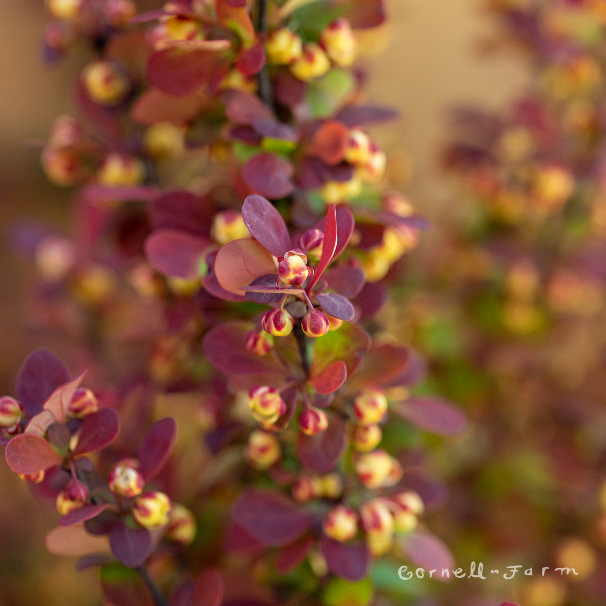 Berberis t. Orange Rocket 8in. Barberry