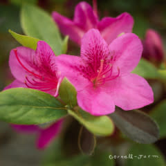 Azalea Girards Purple 7gal – Cornell Farm