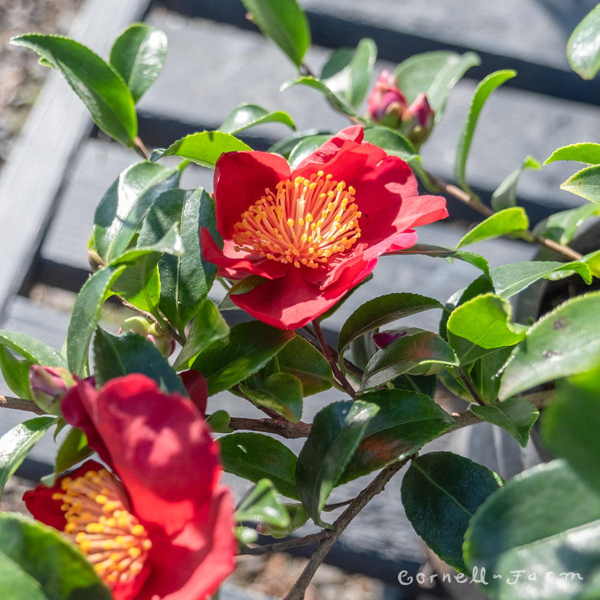 Camellia s. October Magic Crimson N'Clover 1gal