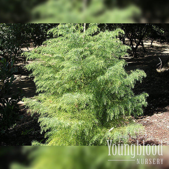 Cryptomeria j. Elegans Aurea 6gal