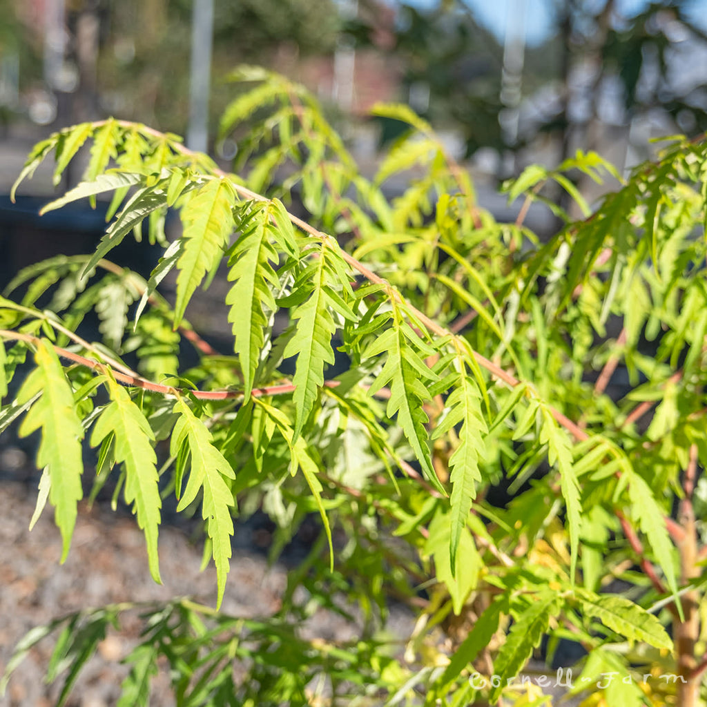 Rhus typhina Tiger Eyes 3gal Staghorn Sumac