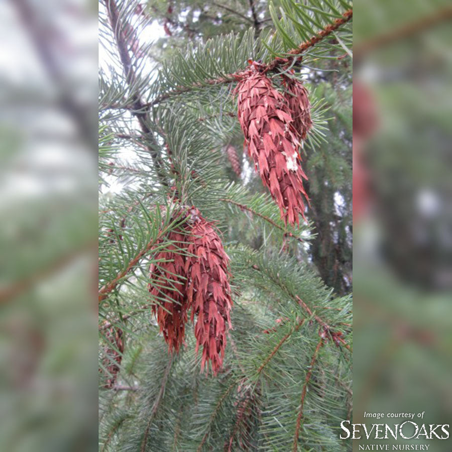 Pseudotsuga menziesii 20gal 5-6' Douglas Fir