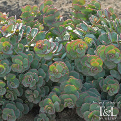 Sedum sieboldii 4.5in