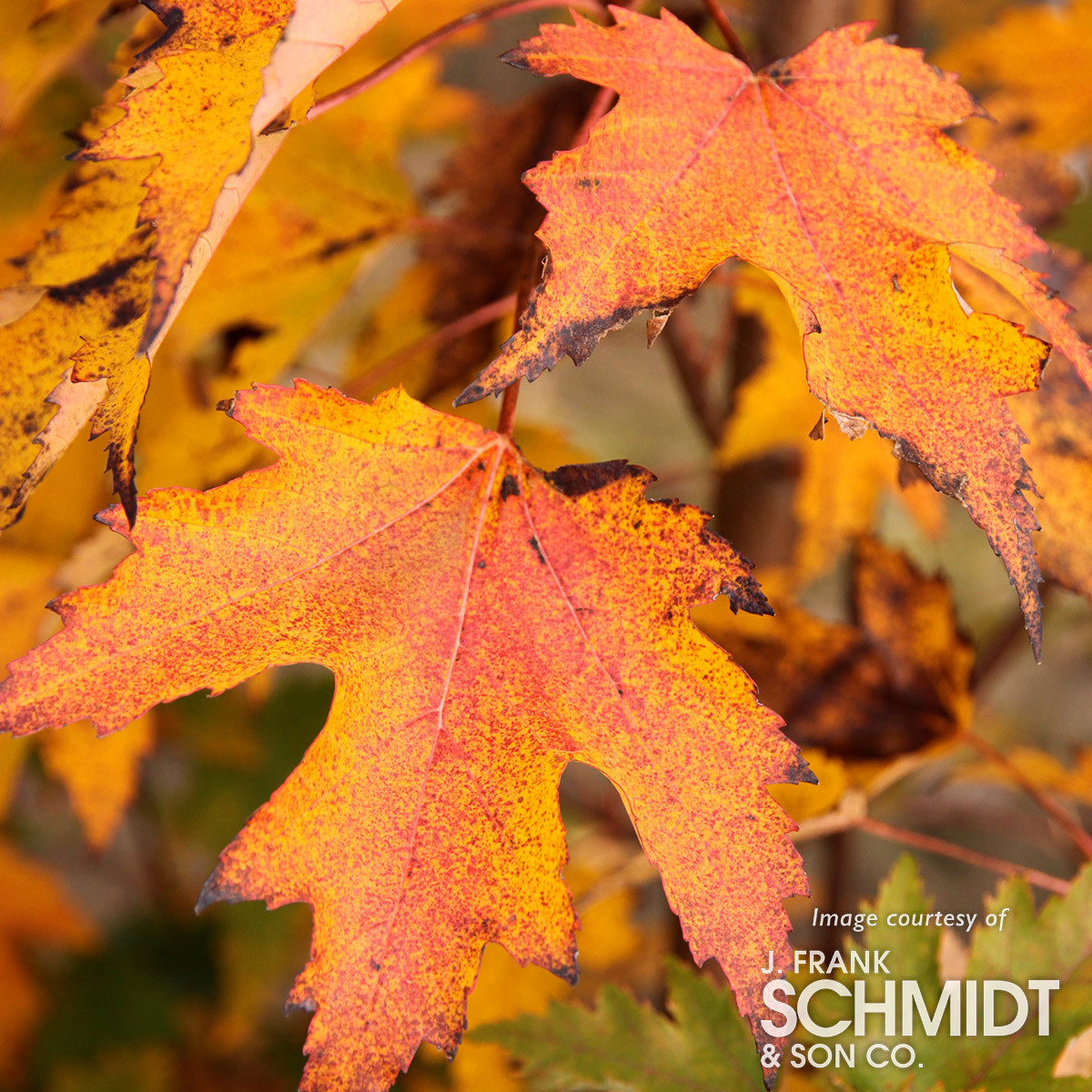 Acer x fremannii Armstrong 5gal Red Maple