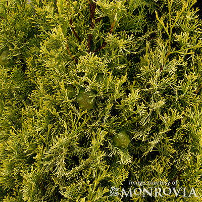 Cupressus s. Swanes Golden 7gal Italian Cypress