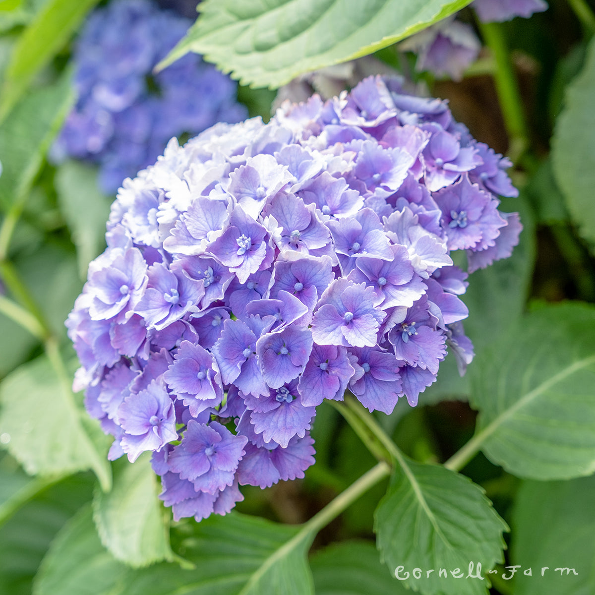Hydrangea m. Grammy's 3gal CF