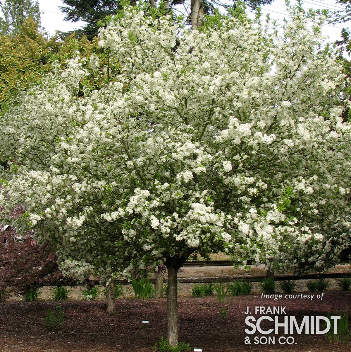 Malus Purple Prince 15gal Crabapple