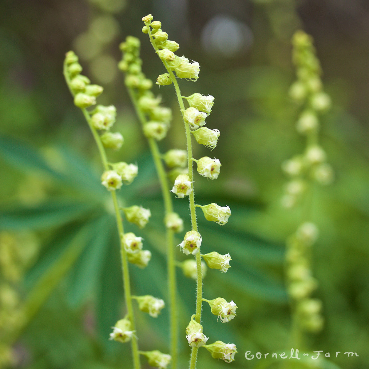 Tellima grandiflora 3.5in Fringecup