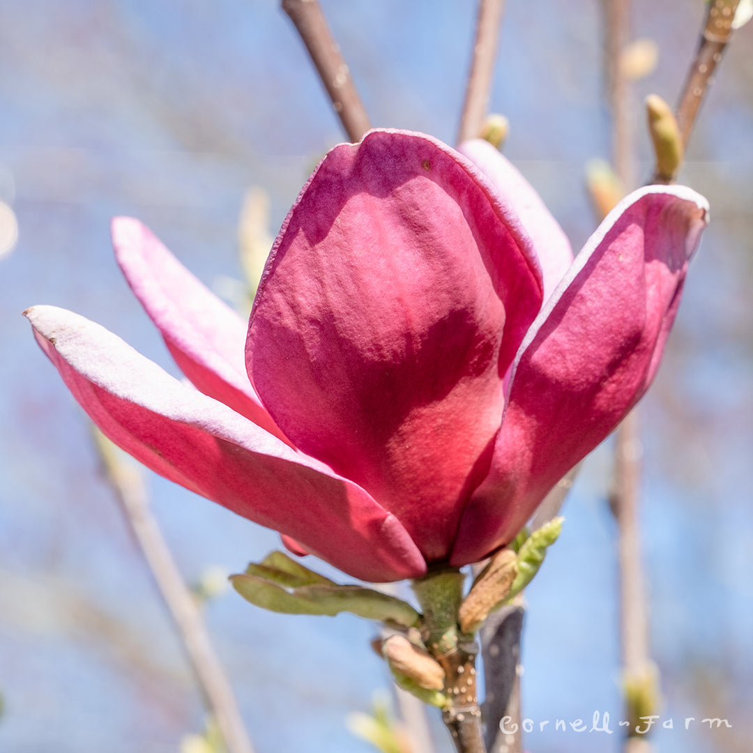 Magnolia s. Genie 7gal – Cornell Farm