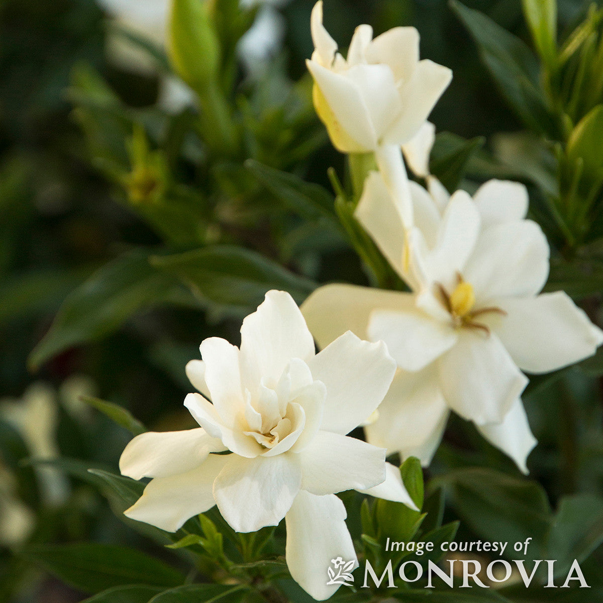 Gardenia Frost Proof 3gal
