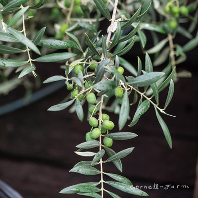 Olea Arbequina 15gal Olive STD