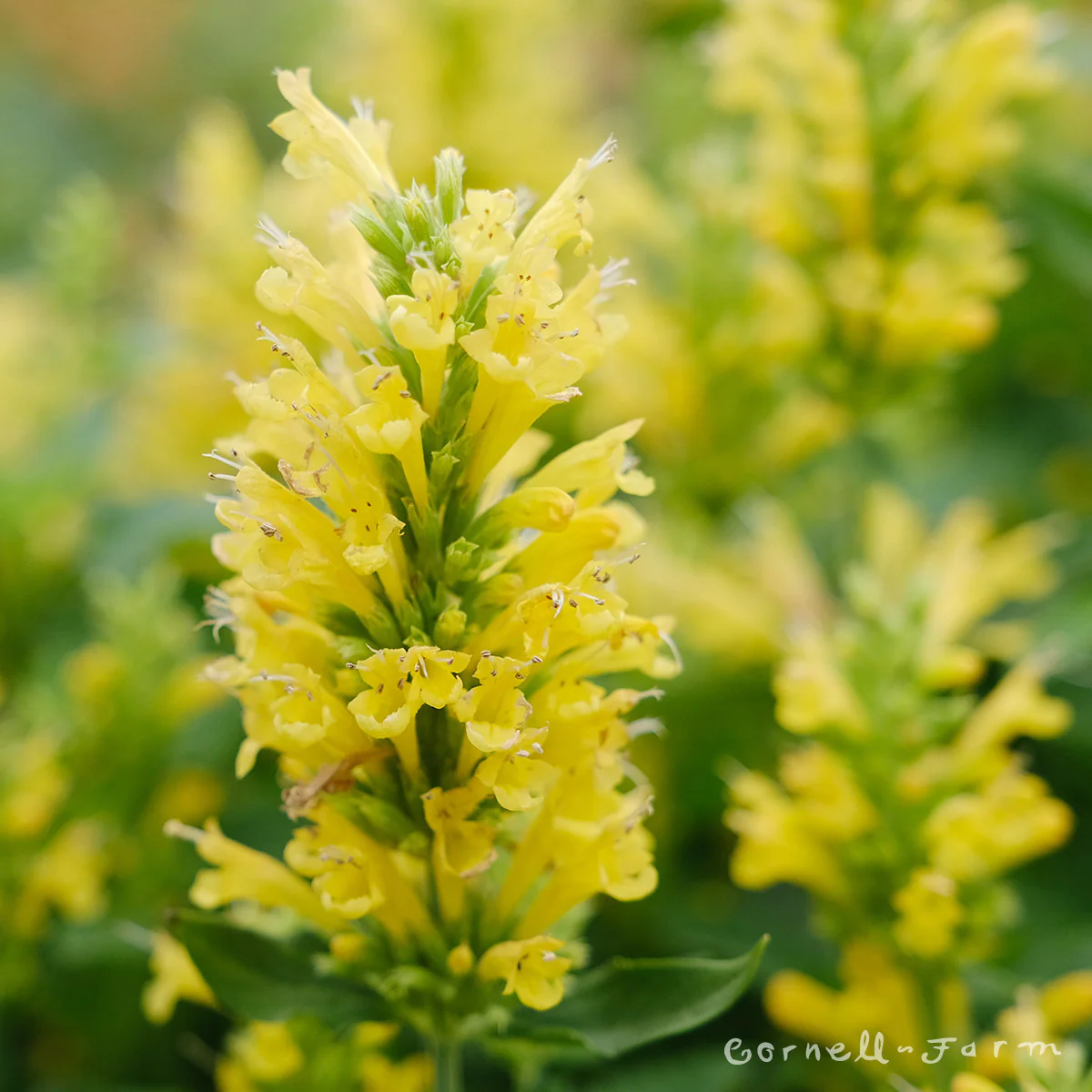 Agastache Poquito Butter Yellow 1gal CF