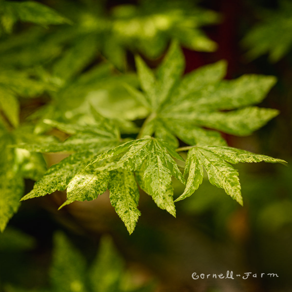 Acer sieboldianum Kumoi nishiki 15gal Korean Maple