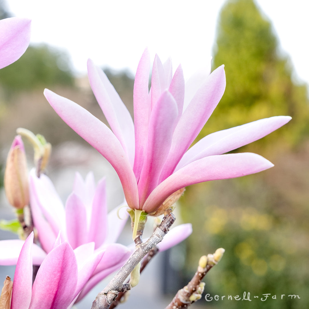 Magnolia Betty 4-5ft – Cornell Farm