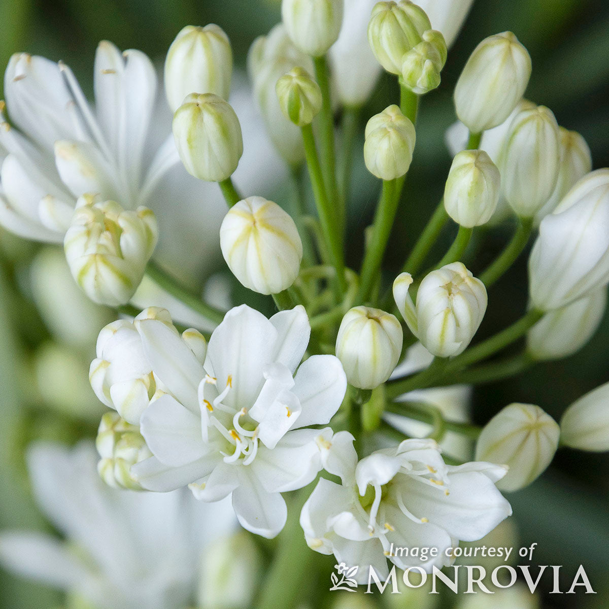 Agapanthus African Double Diamond 2gal