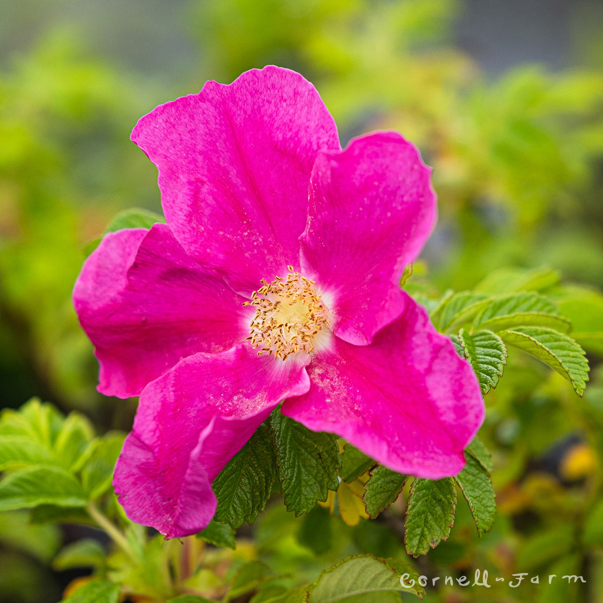 Rosa Rugosa 1gal Rugosa Rose – Cornell Farm