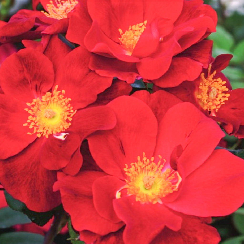 Rose Top Gun 5gal Shrub Rose