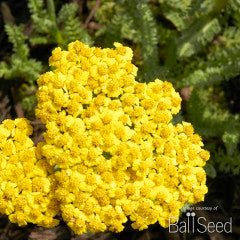 Achillea Little Moonshine 2gal Yarrow CF