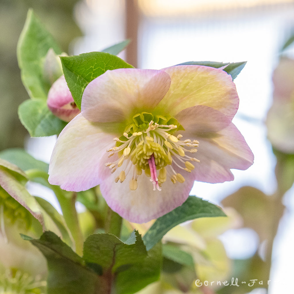 Helleborus Ice N' Roses Maddy Marble 1gal HGC – Cornell Farm