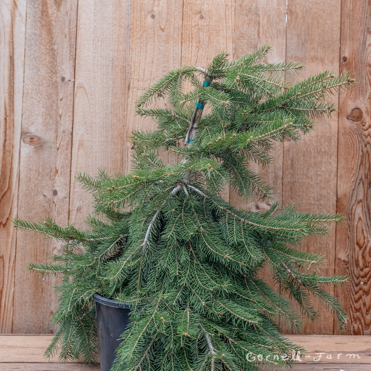 Picea abies Formanek 3gal Norway Spruce