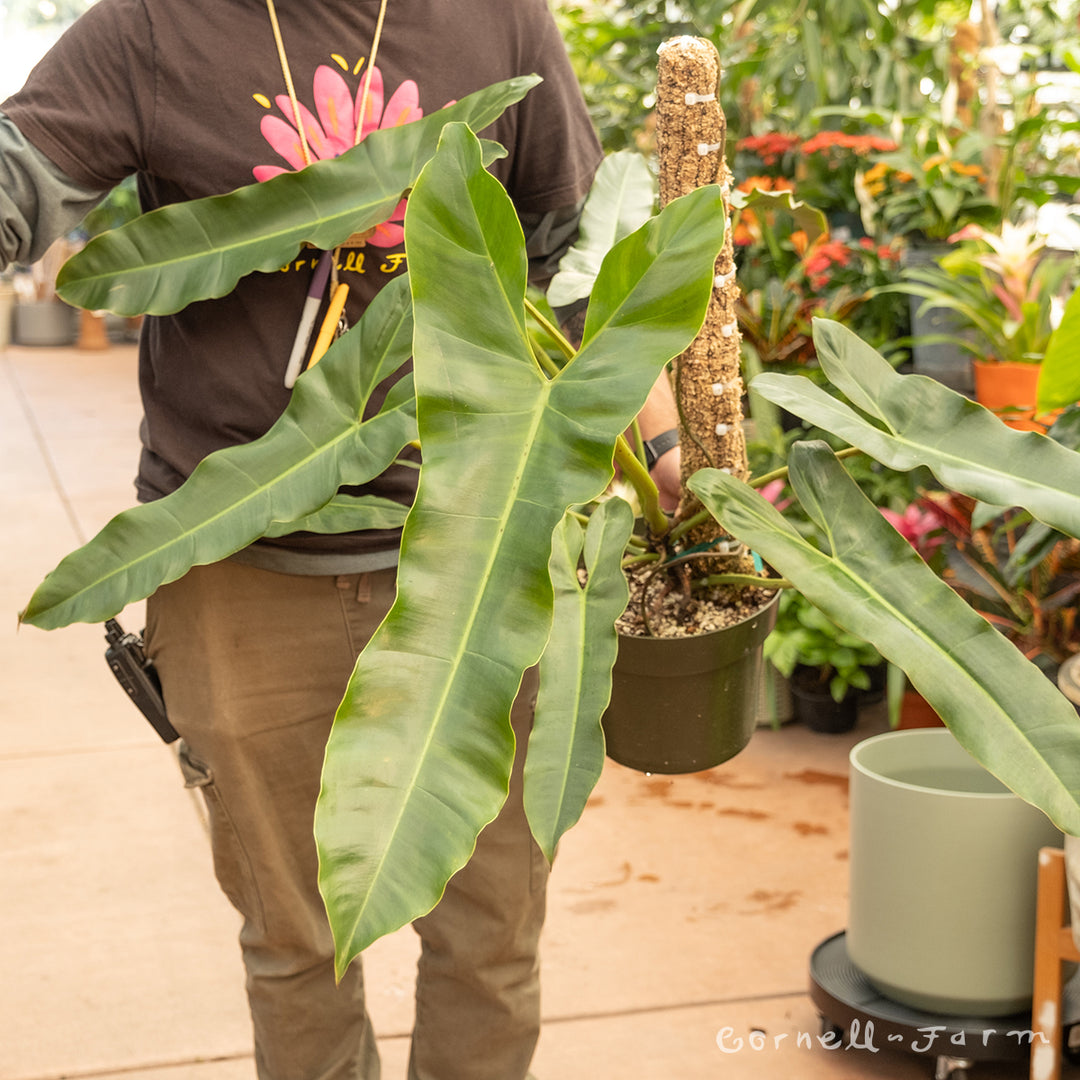 Philodendron 8in Atabapoense – Cornell Farm