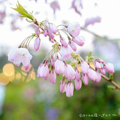 Prunus Akebono 5gal, Blush double-flowering Cherry