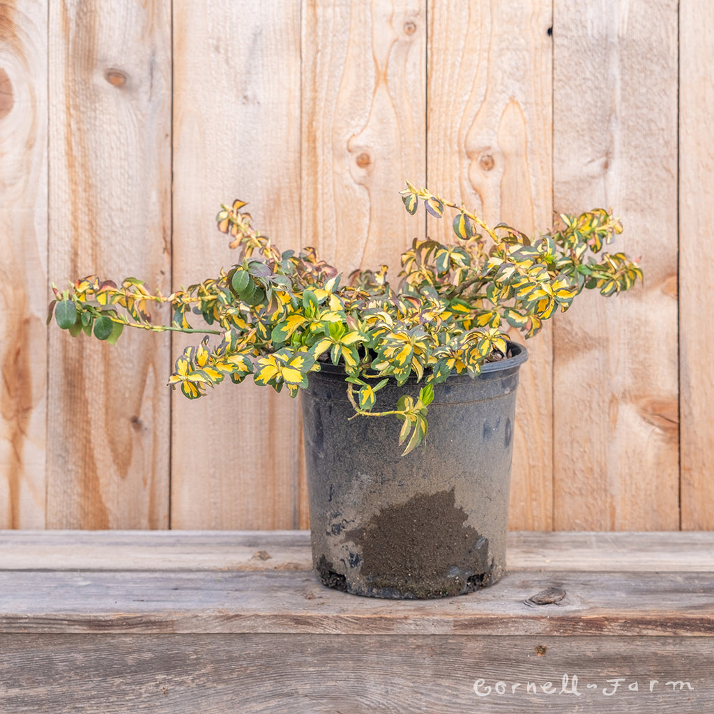 Euonymus f. Moonshadow 2gal. Wintercreeper