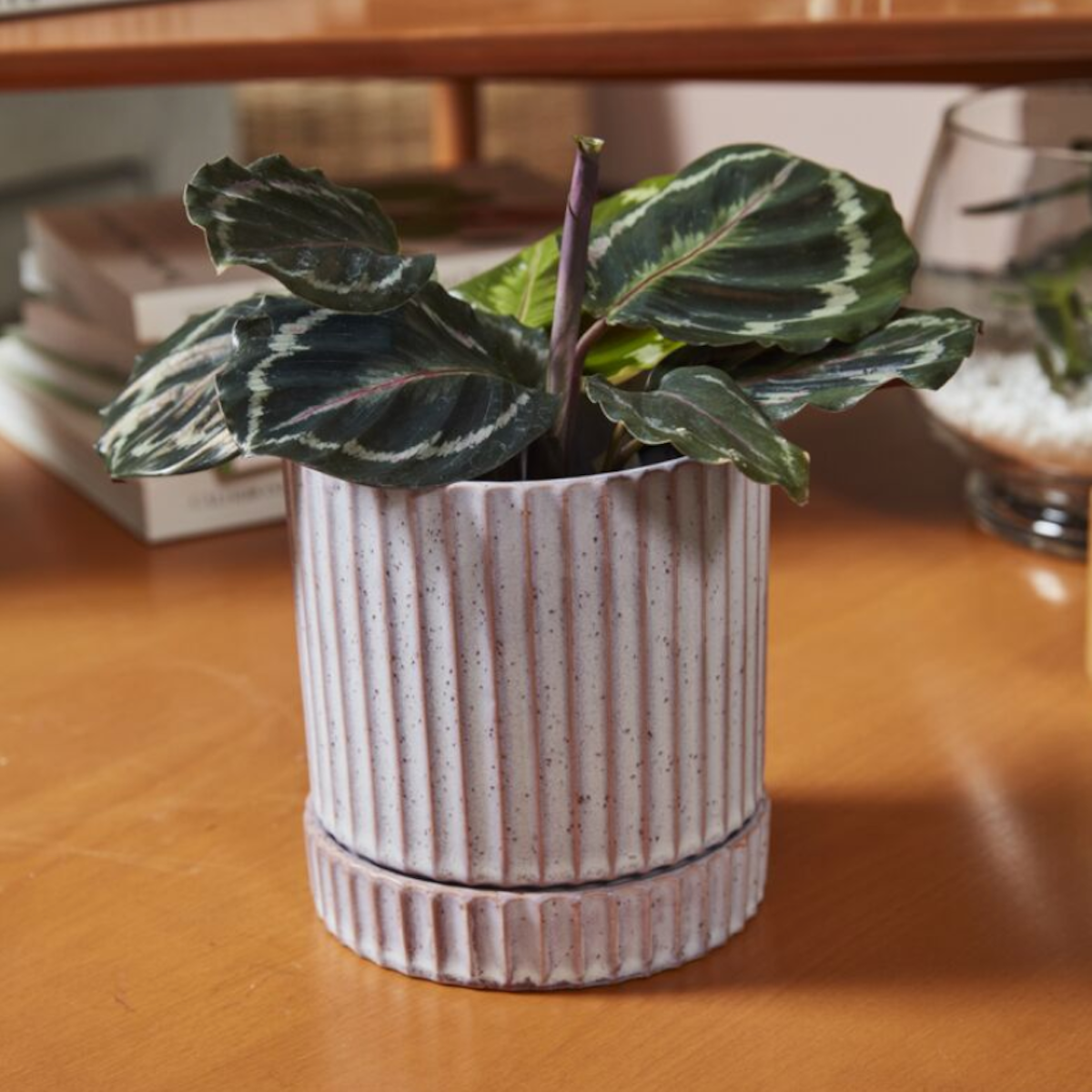 Los Feliz Pot 5in w/ Saucer