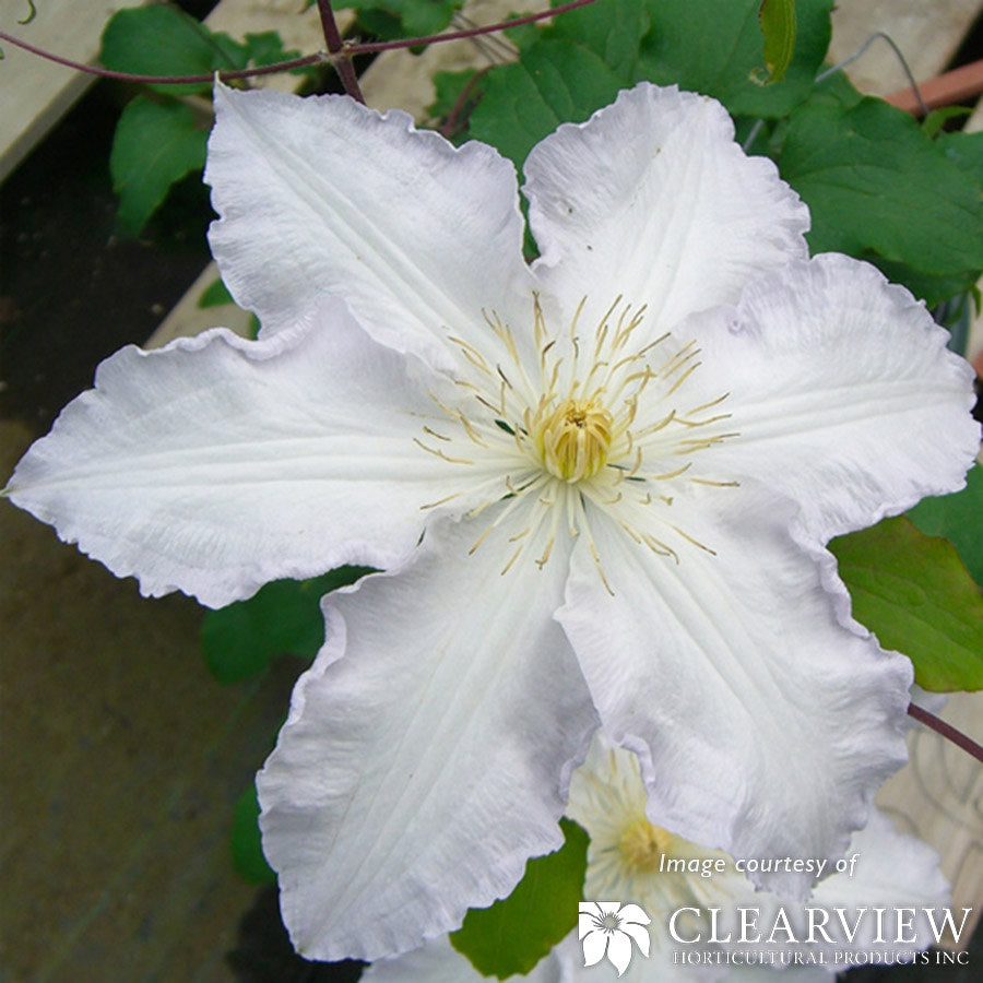 Clematis Gillian Blades Euroqrt White