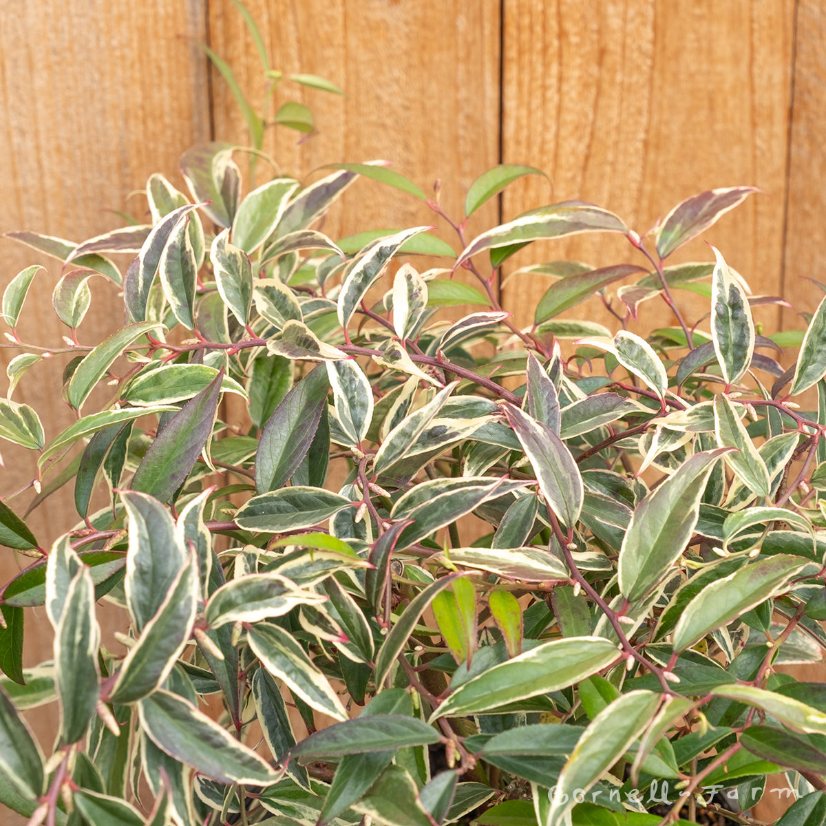 Leucothoe f. Variegata 2gal