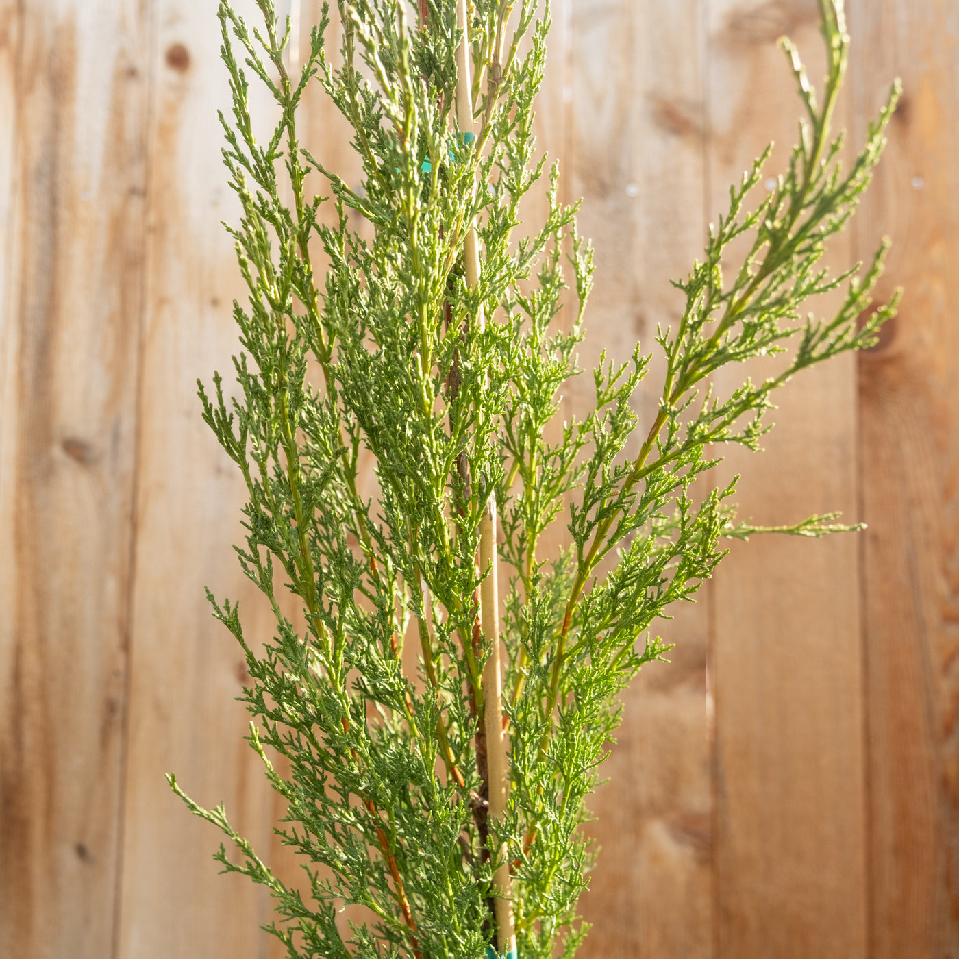 Cupressus s. Worthiana 5gal Narrow Italian Cypress