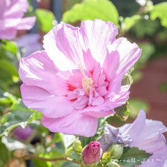 Hibiscus s. Tahiti 3gal Hardy Rose of Sharon