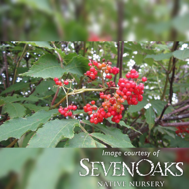 Sambucus racemosa 5gal Red Elderberry