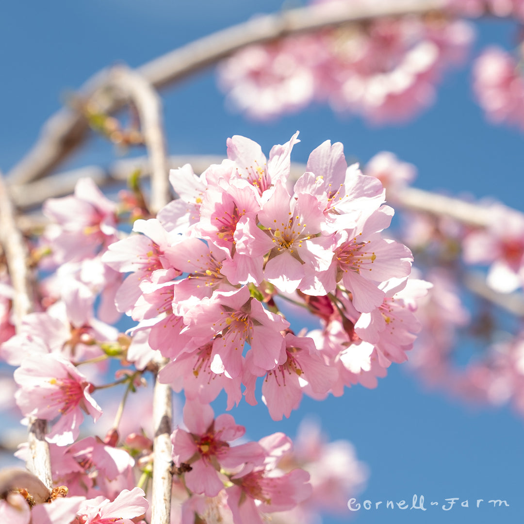 Prunus s. Pink Cascade 15gal 5' Weeping Flowering Cherry – Cornell